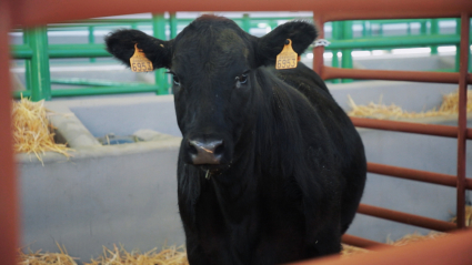Vaca de raza aberdeen angus