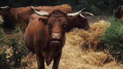 Vaca perteneciente a la IGP Vaca de Extremadura