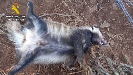 Detenidos en Berzocana