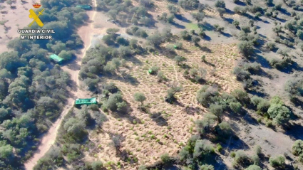 Plantación de marihuana en Villar del Pedroso