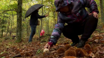 Recogida de setas en el Otoño Mágico