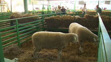 Premios Feria Internacional de Ganadería