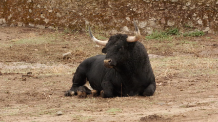 Toro Condeso, Conde de la Corte, Los Bolsicos, Guillermo López, Olea, Ganadería, Tierra de Toros, Canal Extremadura