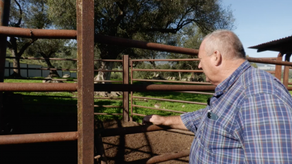 Antonio Albarran, Yalvet Veterinarios, Toro Bravo, Herradero, Queratitis, Becerro, Juan Bazaga, Tierra de Toros, Canal Extremadura