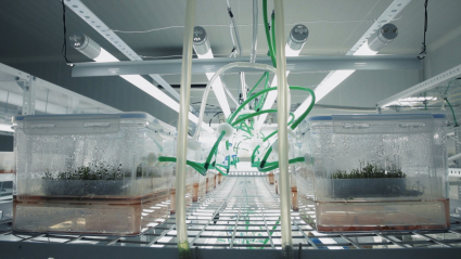 Plantas in vitro en un laboratorio