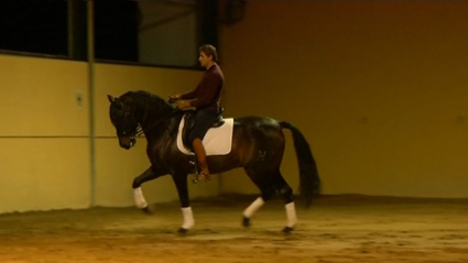 C-flamenco, uno de los mejores caballos del mundo