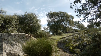 Dehesa, Toro, Fauna, Naturaleza, Extremadura, Ecosistema, Fondenex, Paco Blanco, Juan Bazaga, Tierra de toros, Canal Extremadura