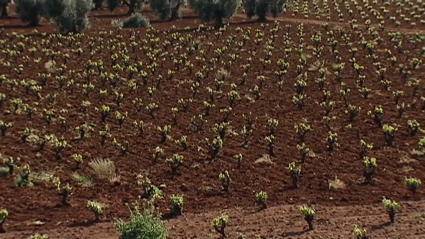 regadio tierra de barros