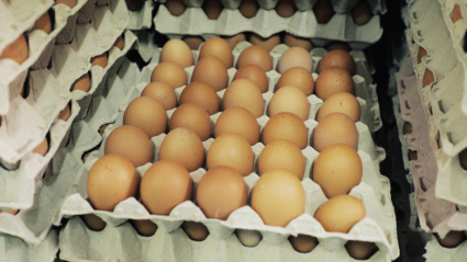 Bandejas con huevos camperos