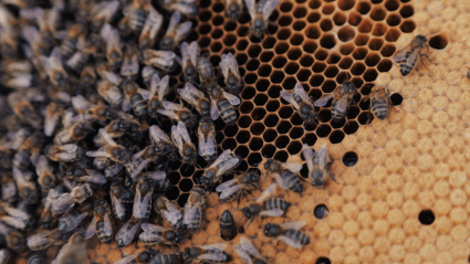 abejas en un panal