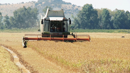 Máquina agrícola realizando labores en el campo