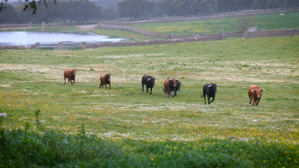 La Cercada, Ganaderia Lidia, Alconchel, Olivenza, Miguel Moreno, Novillos, Novillada, Juan Bazaga, Canal Extremadura, Tierra de Toros