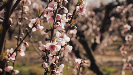 Frutales florecidos en el campo extremeño