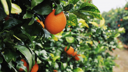 Naranjas en una explotación en Extremadura