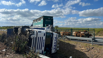 Algunas vacas en la autovía tras el vuelco del camión
