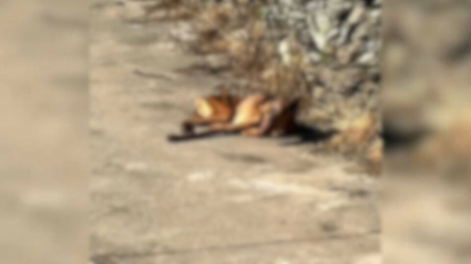 Perro maltratado
