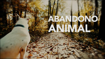 Abandono animal