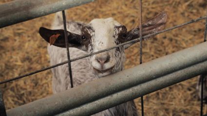 Cabras en una explotación