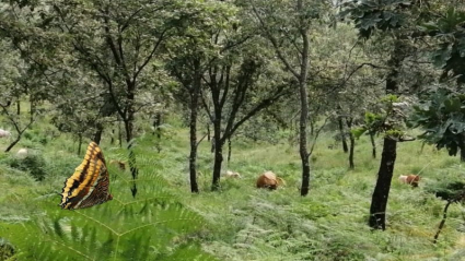 Zona del microrefugio