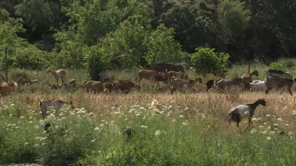 Ayudas de la PAC en Extremadura