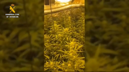 Plantación de marihuana en Medina de las Torres