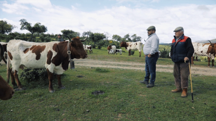 Ganaderos en el campo con sus vacas