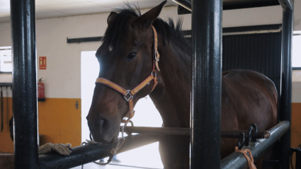 Caballo en las instalaciones del Censyra