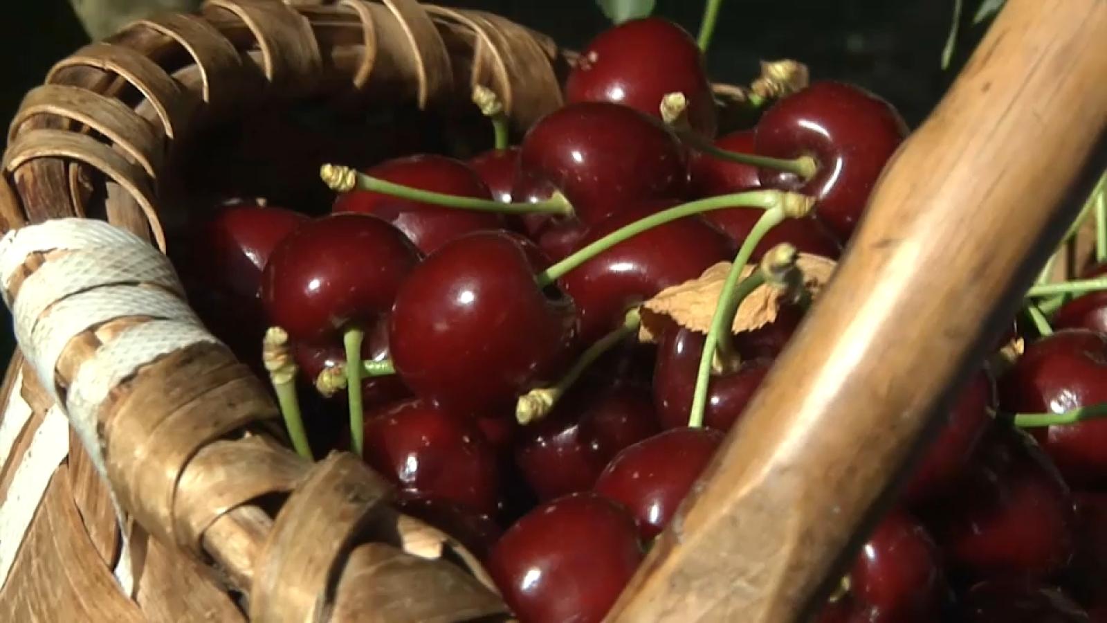 Nuevas variedades dentro de la DOP Cerezas del Jerte