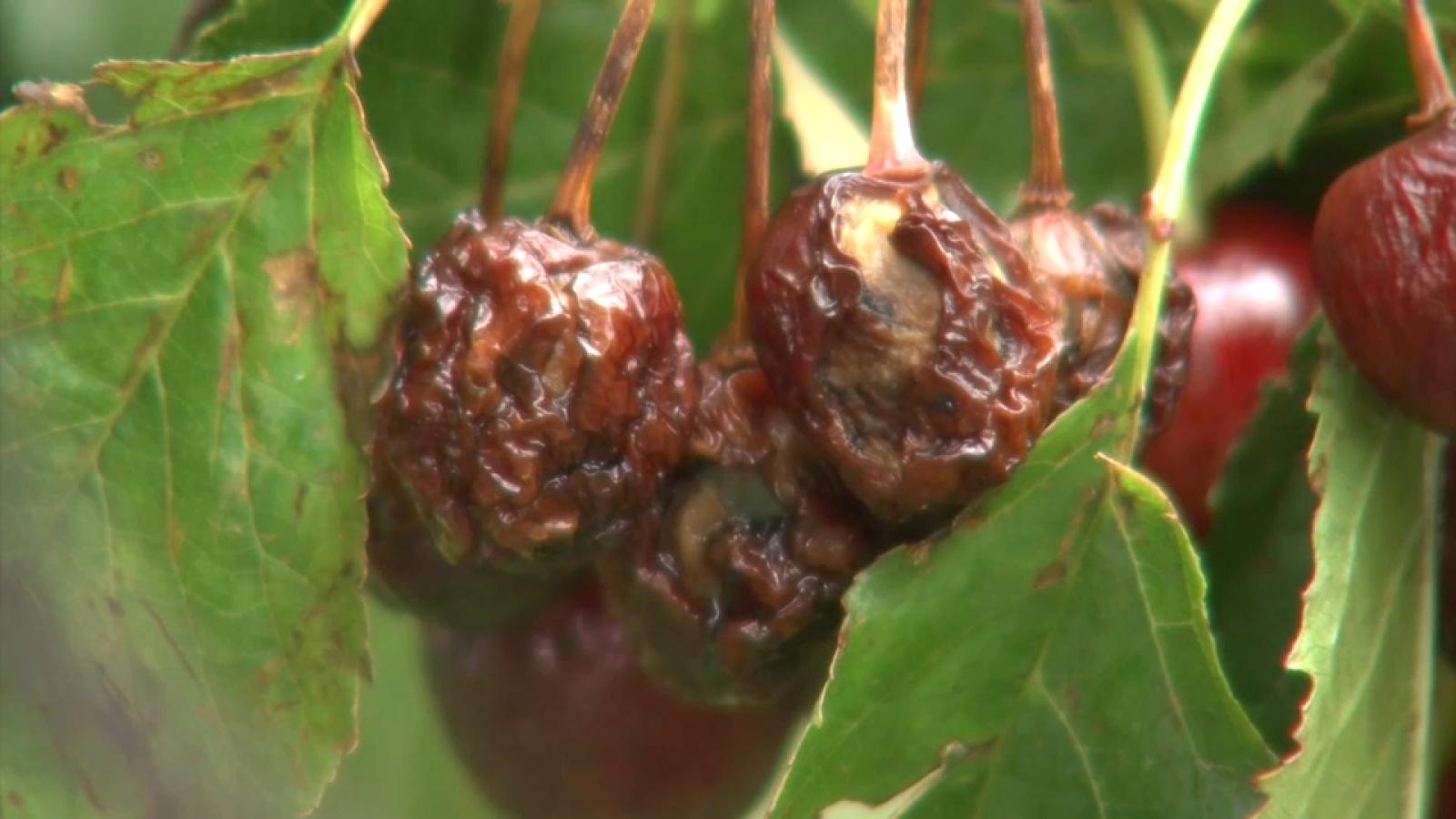Apag Extremadura Asaja exige celeridad en el pago de las ayudas por los daños en lengua azul y en la cereza