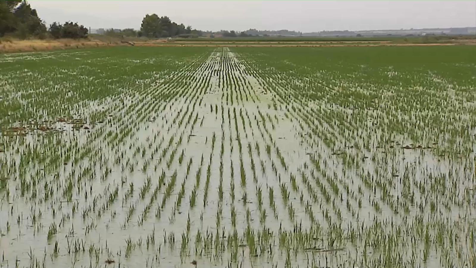 Cooperativas Agro-alimentarias reclama medidas urgentes al Ministerio para salvar el cultivo del arroz