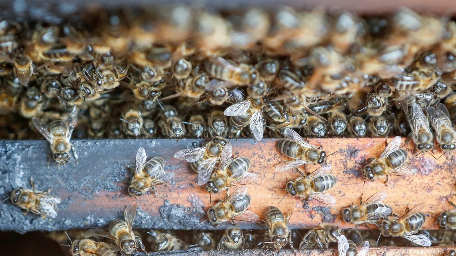 La apicultura extremeña da por perdida la campaña tras una primavera excepcionalmente corta