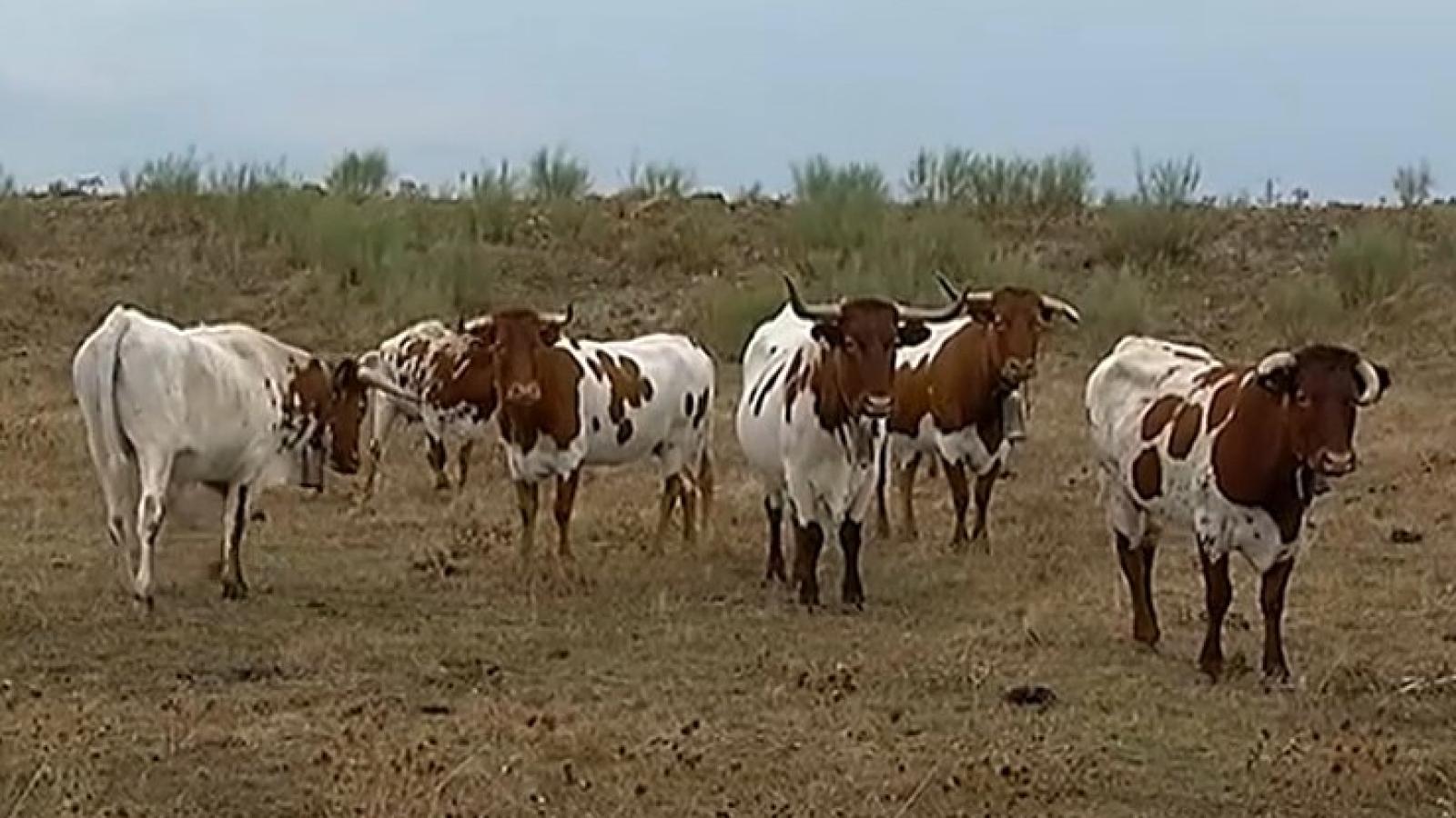 vacas en la dehesa