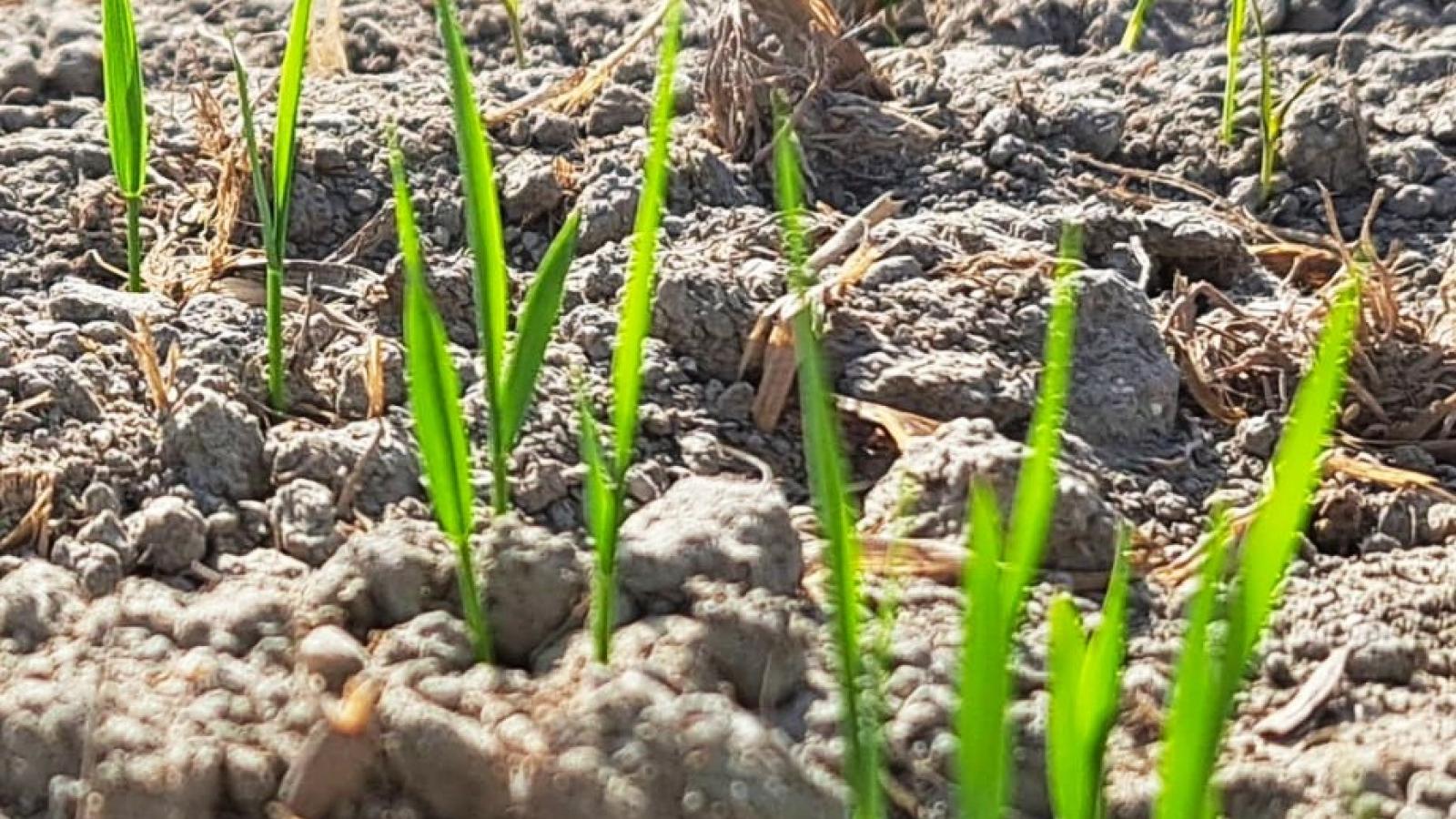 Brotes de arroz