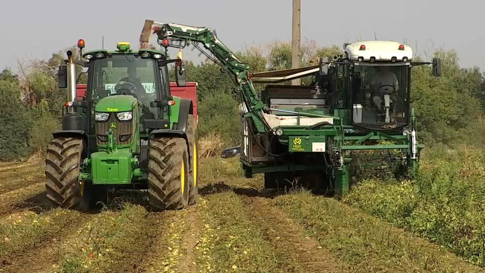 Agricultura