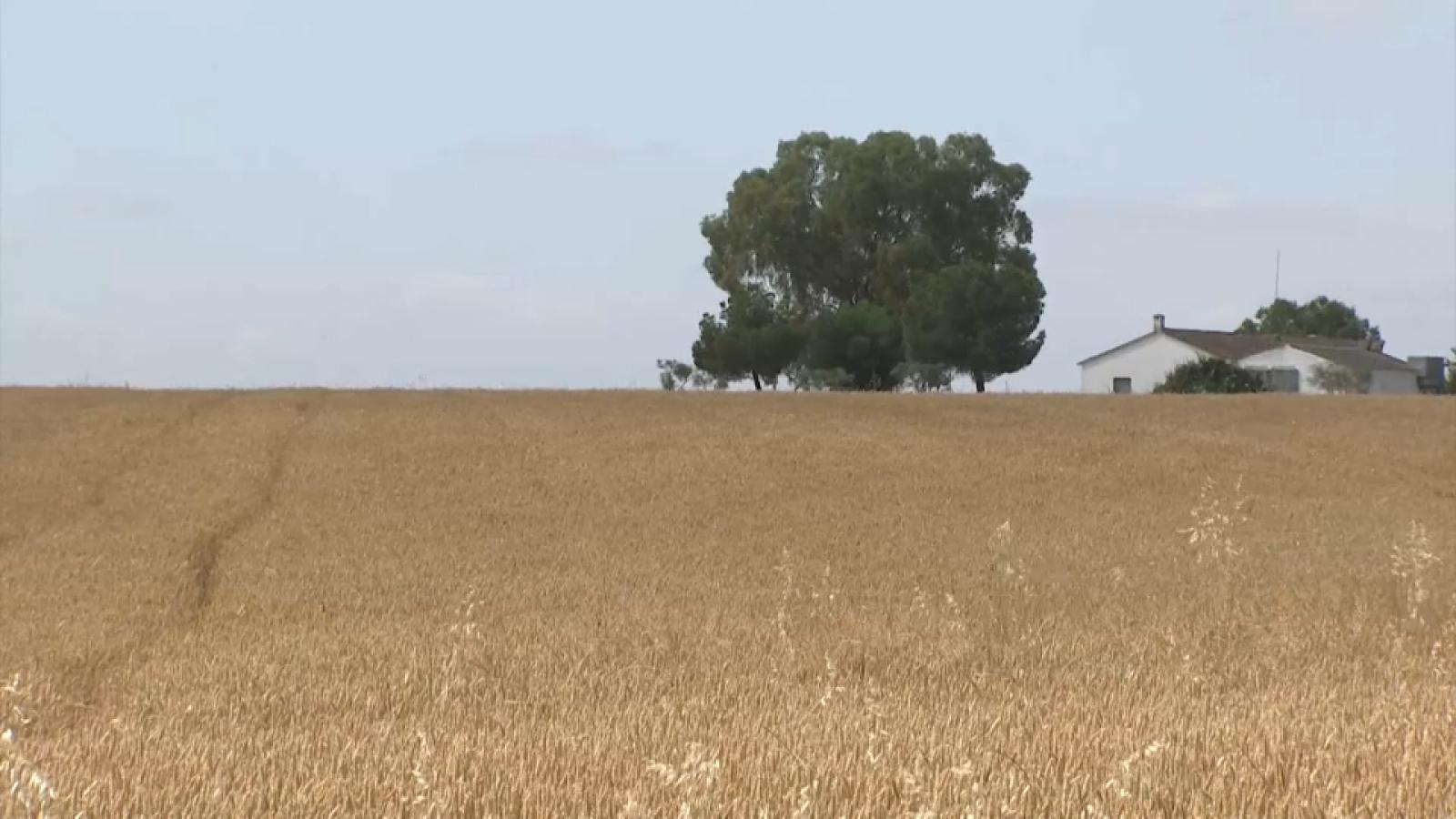 CEREALES