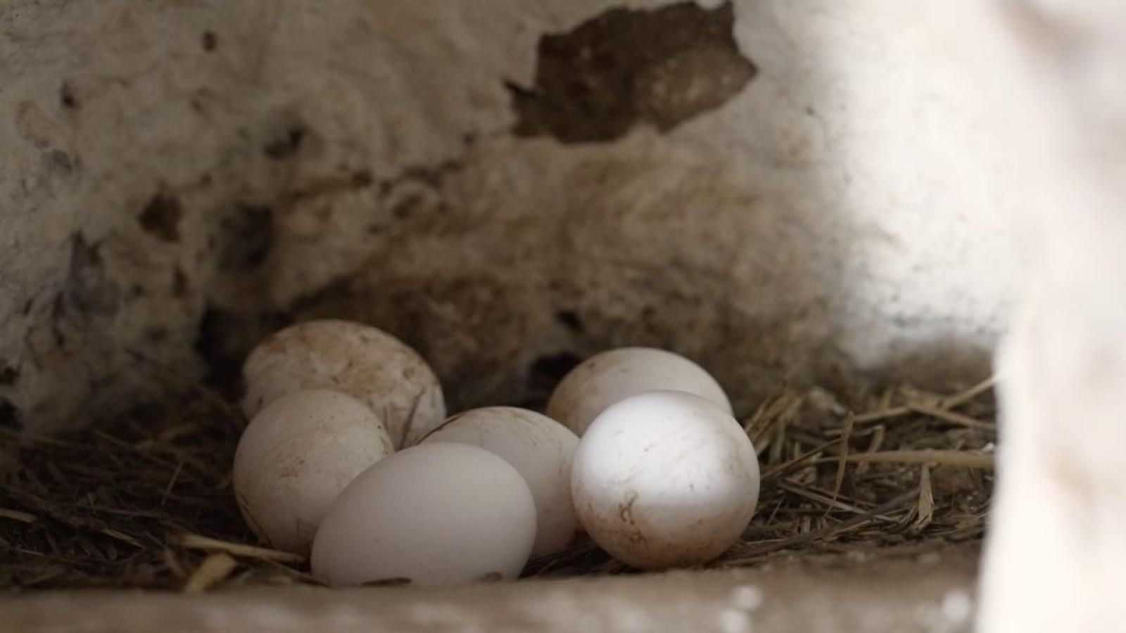 Huevos en el gallinero