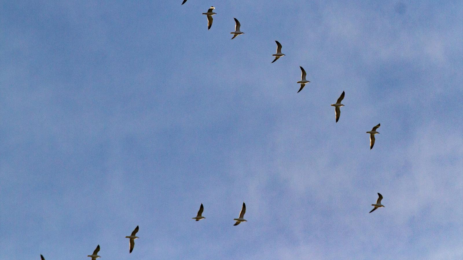 AVES