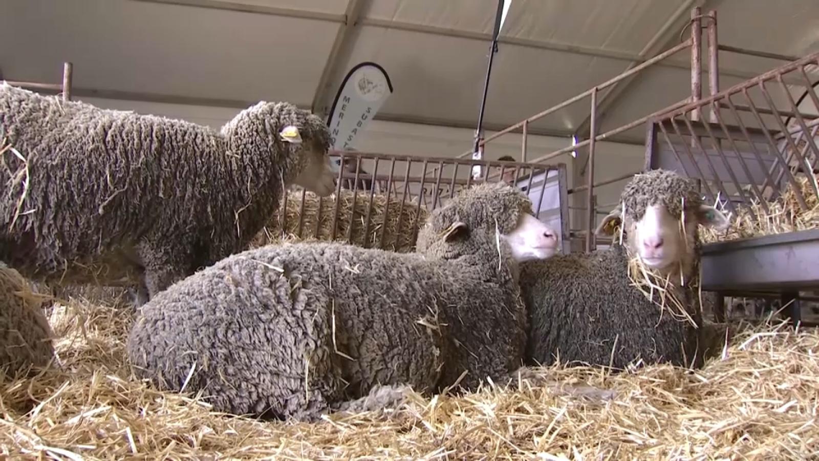 FERIA GANADERA