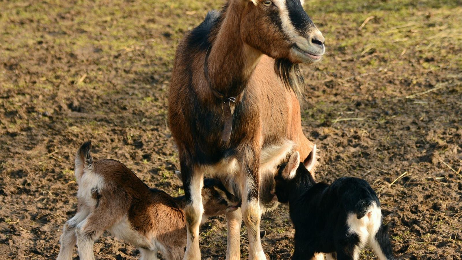 Cabras 