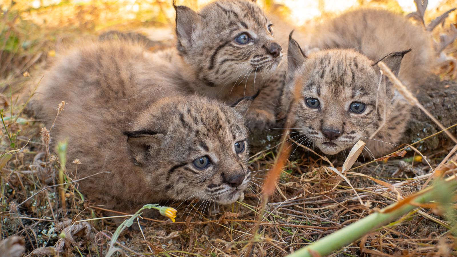 LINCES