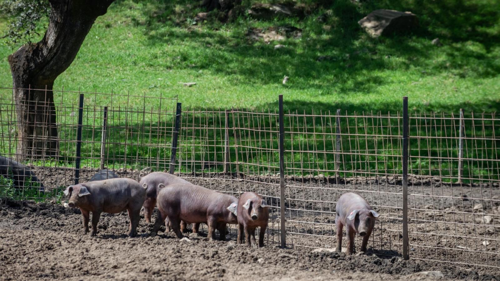 Cerdos de raza ibérica pura en la Finca Morianillo de la empresa Jierrito Alto en Jerez de los Caballeros (Badajoz)