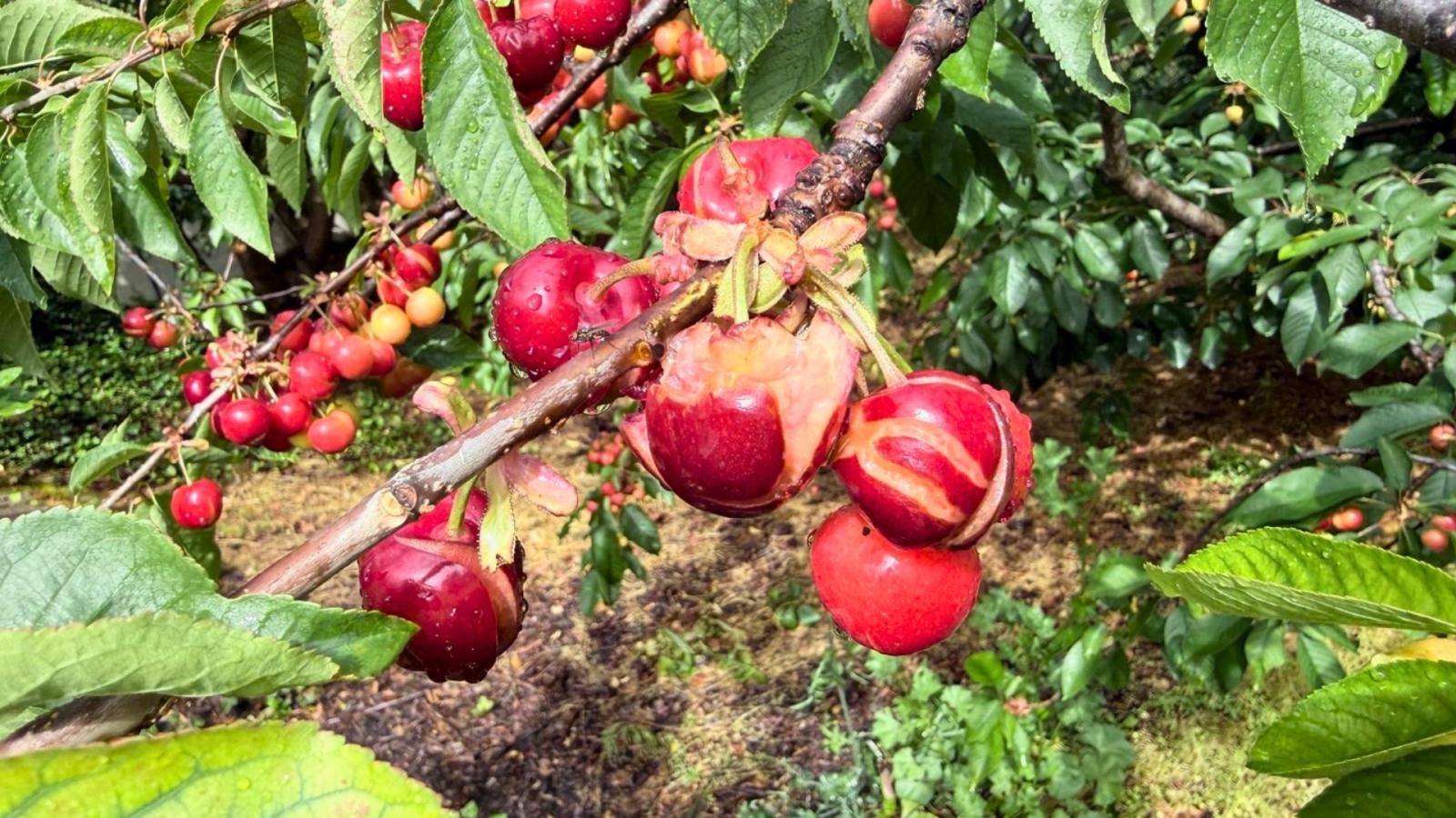 Daños en las cerezas ocasionados por las lluvias