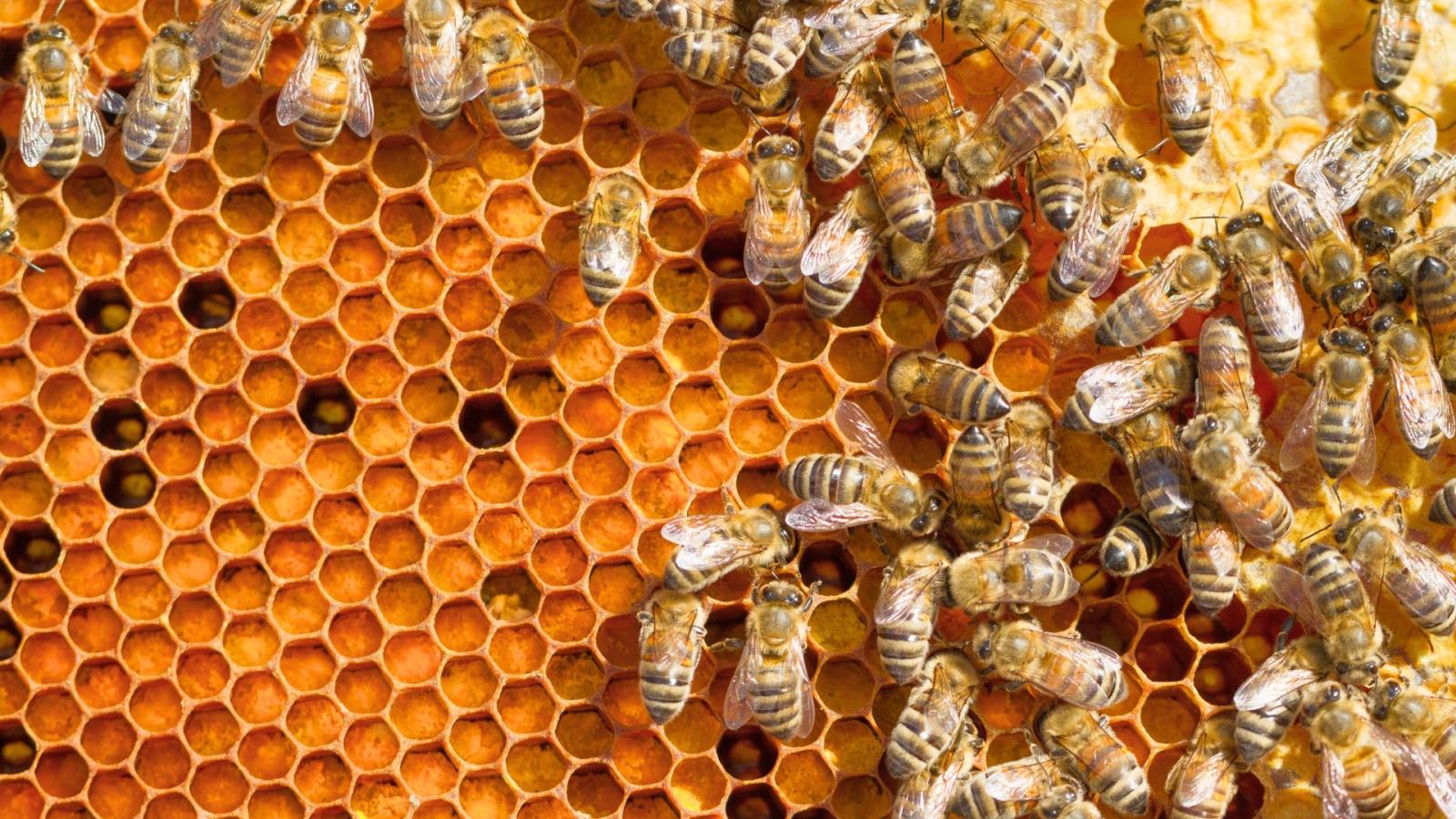 Abejas. Apicultura. Cosecha de miel