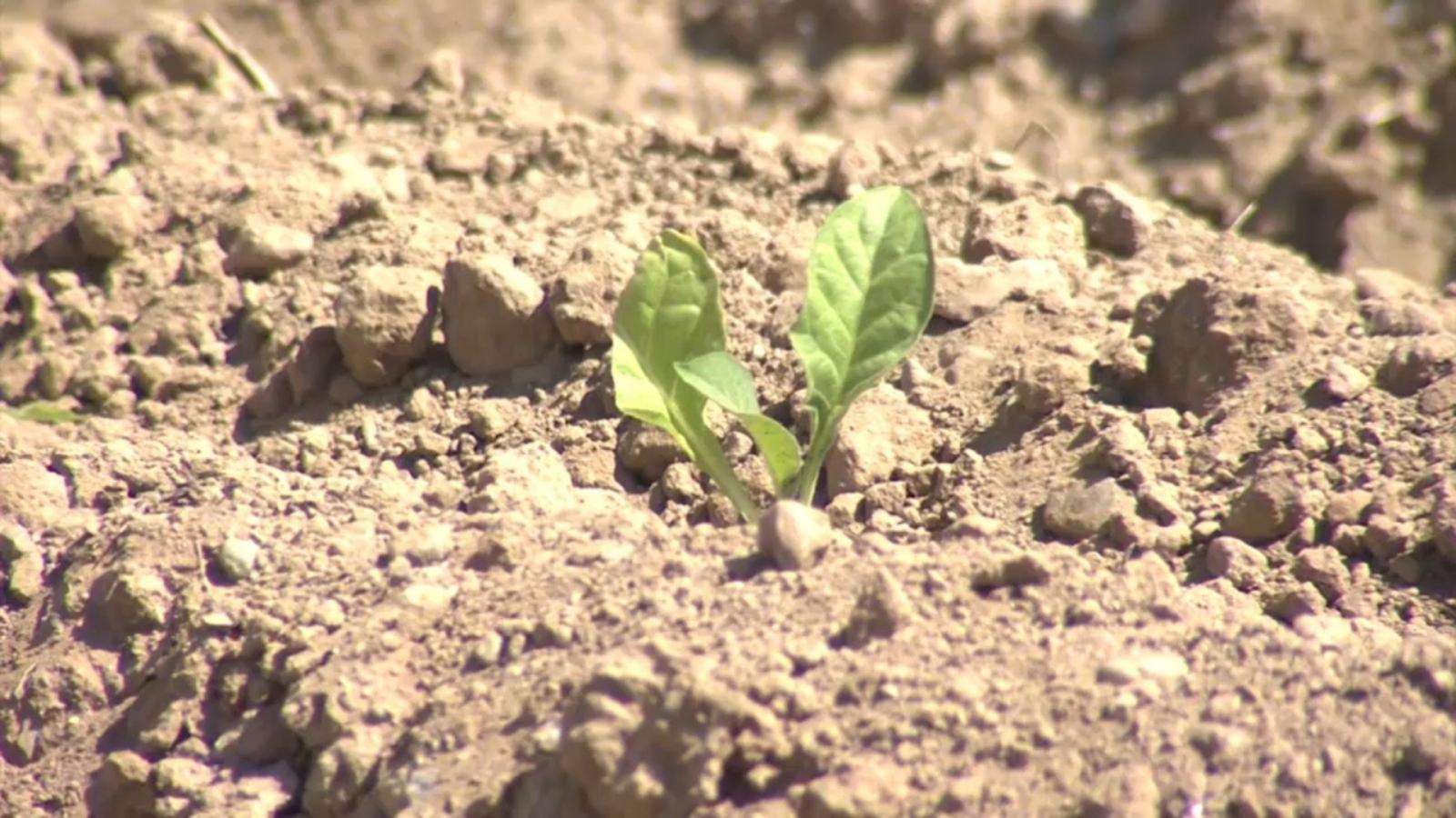 Planta de Tabaco