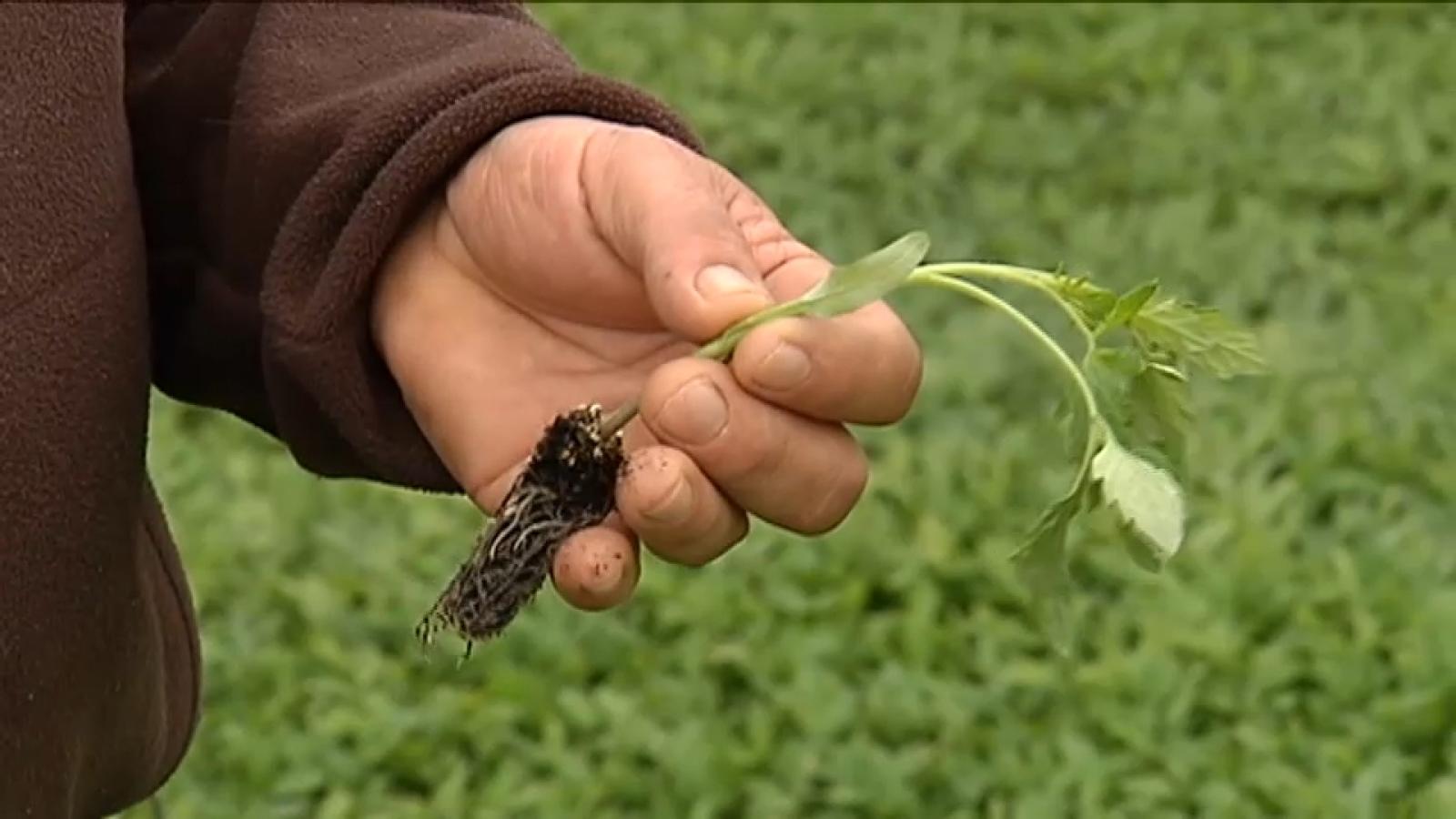 Agricultura