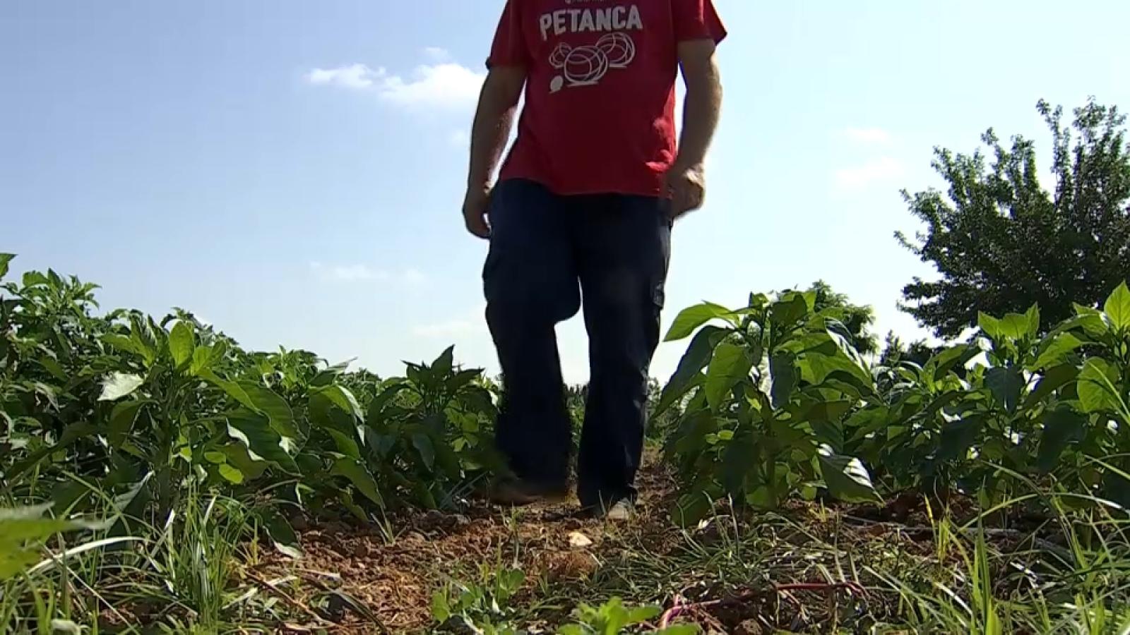 Agricultor trabajando bajo el sol
