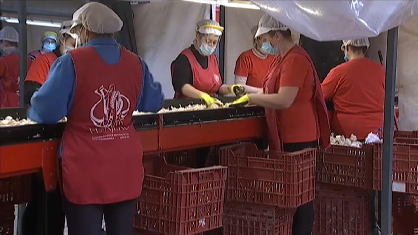 Cooperativa de ajos de Aceuchal en funcionamiento