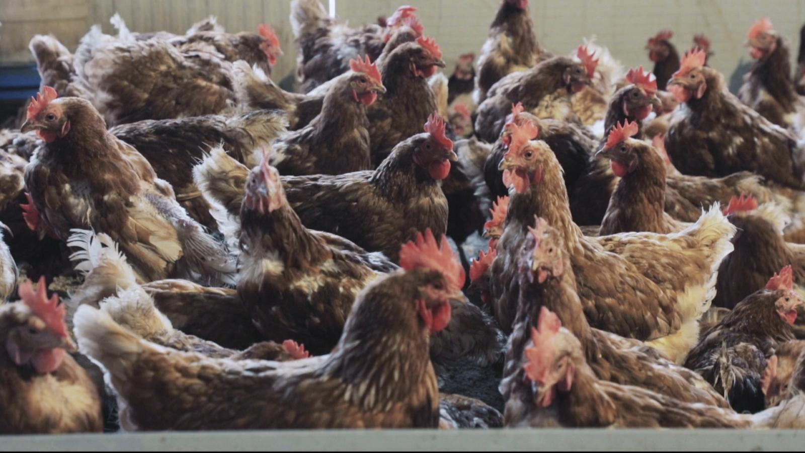 En esta granja de Monterrubio de la Serena cuentan con más de 2000 ejemplares de gallinas, entre rojas ponedoras y azul extremeña
