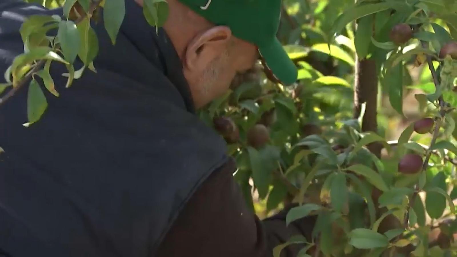 Temporero recogida fruta
