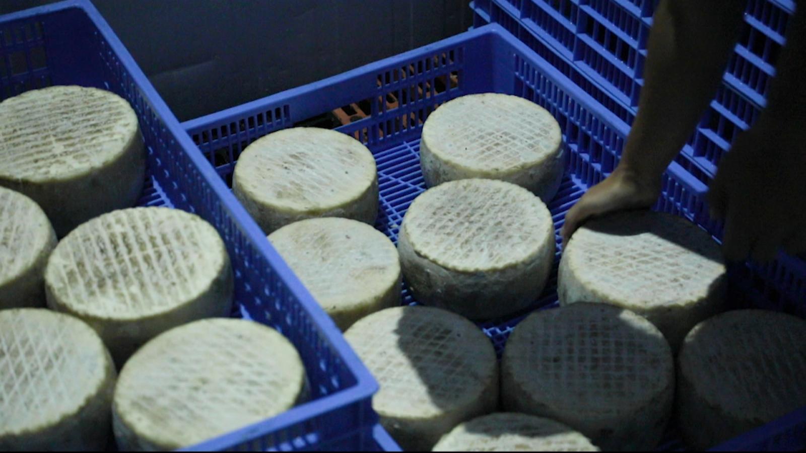 El Señorío de Monesterio ha pasado de ser una iniciativa local a posicionarse como una quesería emergente con reconocimiento exterior, situando a Monesterio —tradicionalmente vinculado al jamón ibérico— también en el mapa de la producción quesera de calidad